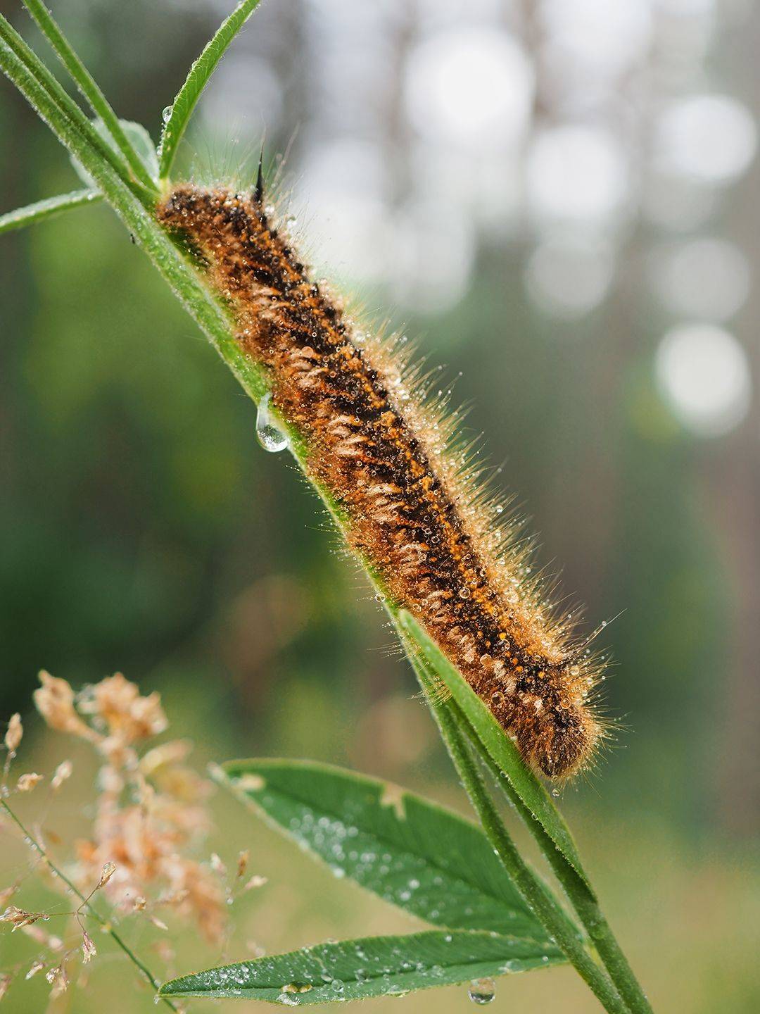 , Сергей Калёв