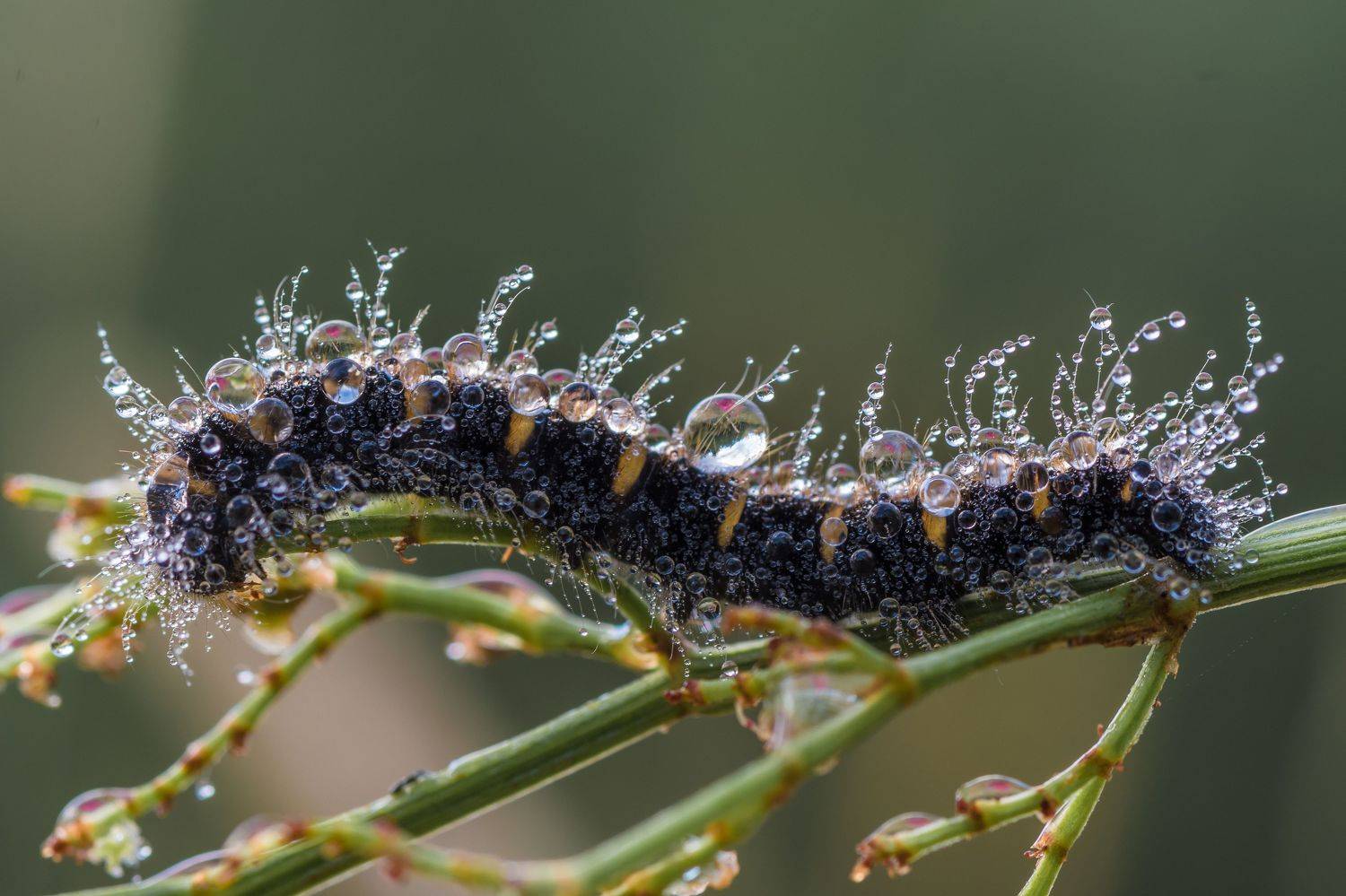 , Роман Зайцев
