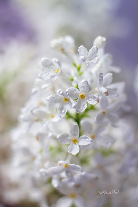 сирень, весна, капли, цветы Нежно цветёт сирень... фото превью