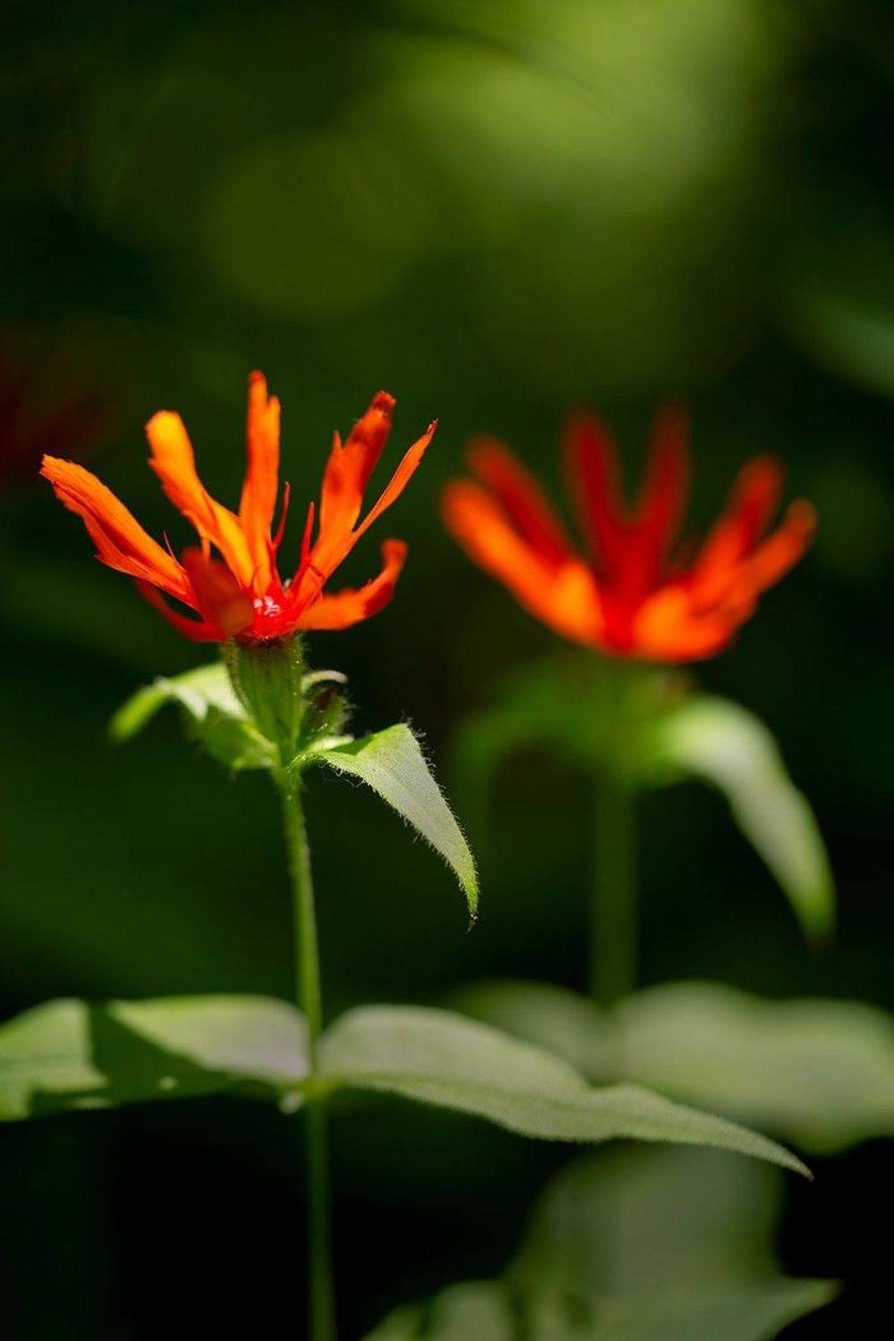 лихнис сверкающий lychnis fulgens, Евгений Слободской