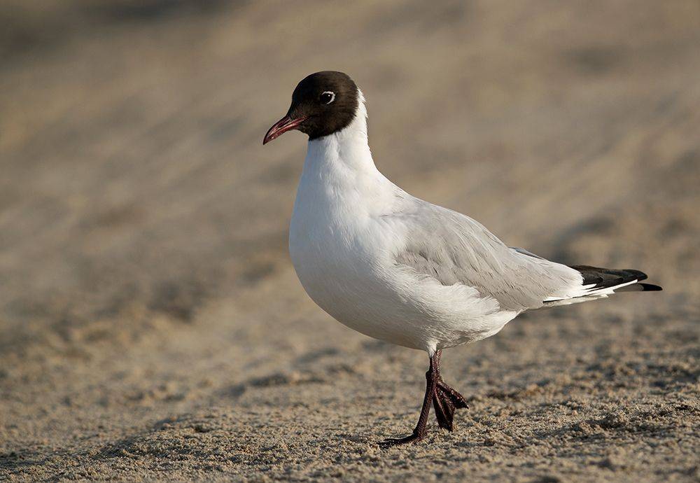 Black-headed gull, Dr Ajay Kumar Singh
