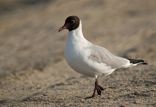 Black-headed gull
