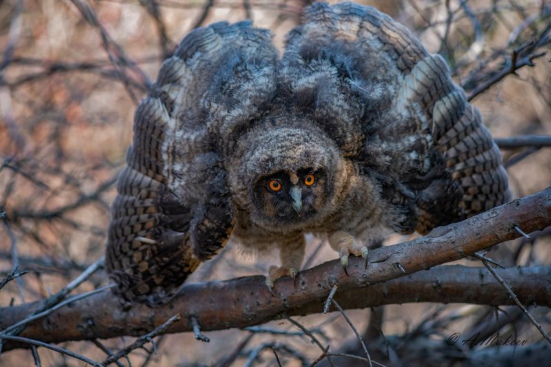 Птенец ушастой совы фото превью