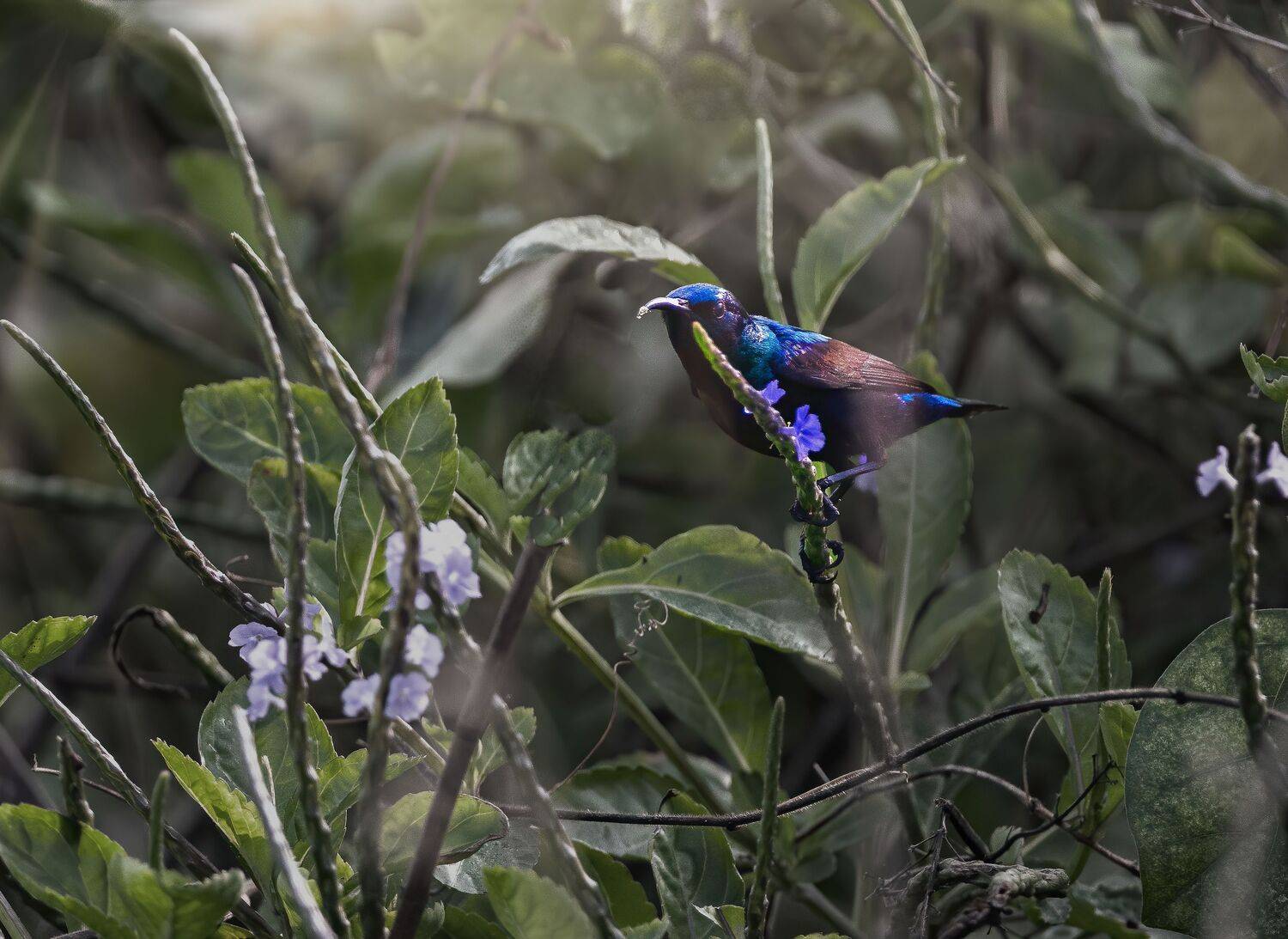 bird,birds,nikon,wild,water,shadows,lake,pond,flowers,swan,colors,nikon,beauty,nature,animals,eyes,egret,songbird,jungle,white,wings,fly, G N RAJA