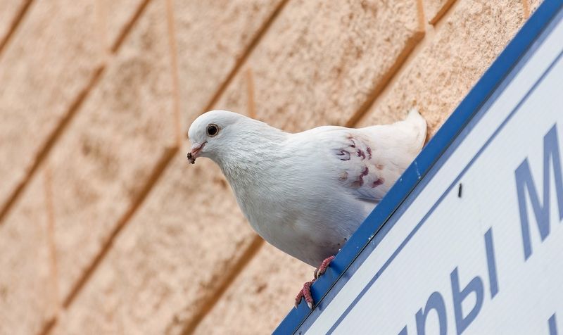 А мама не учила клюв вытирать? ::) фото превью