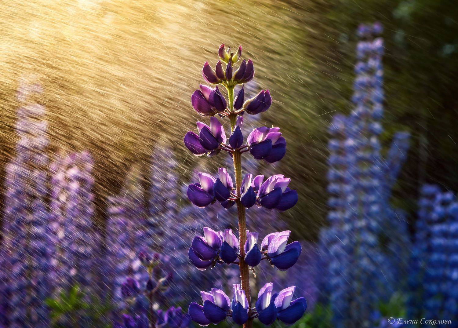люпин, цветы, лето, луг, пейзаж, Соколова Елена