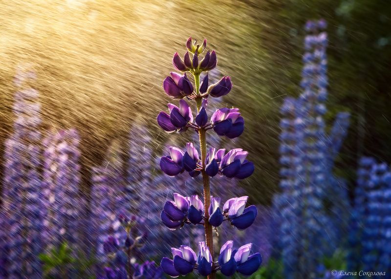 люпин, цветы, лето, луг, пейзаж Люпин фото превью