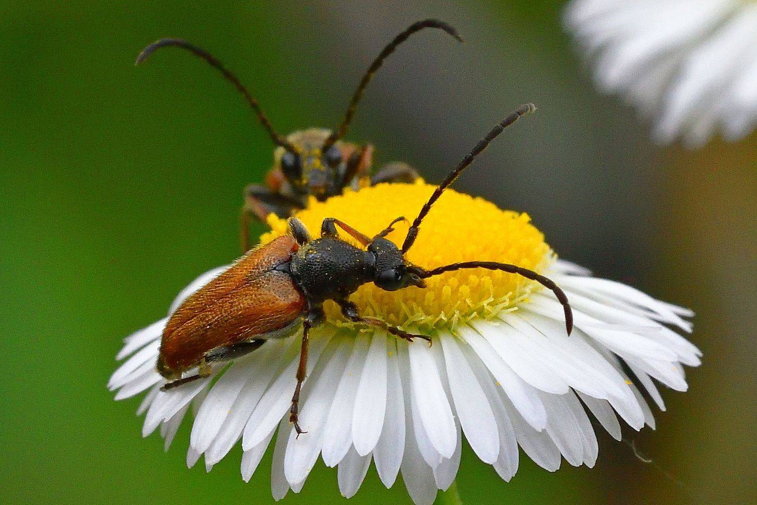 , Корнейчук Игорь