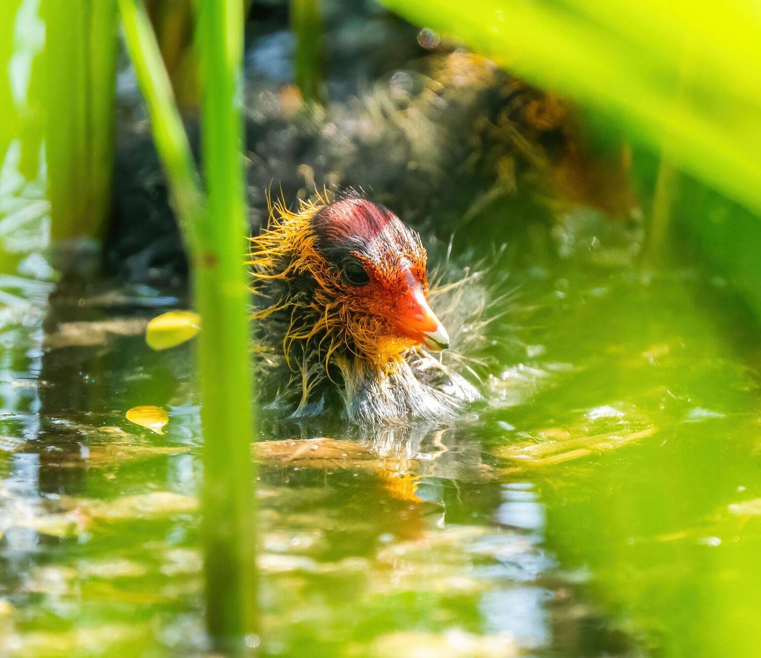 , Константин Дэм