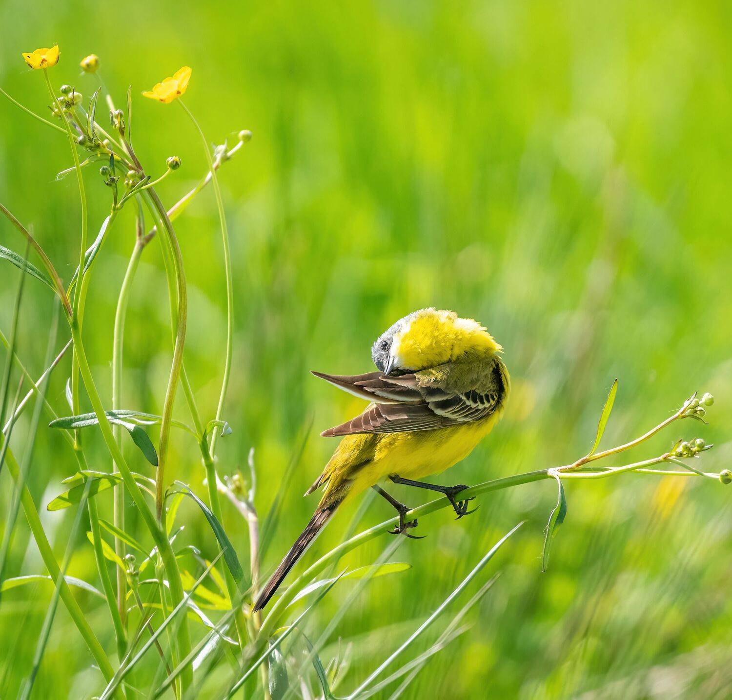 , Константин Дэм