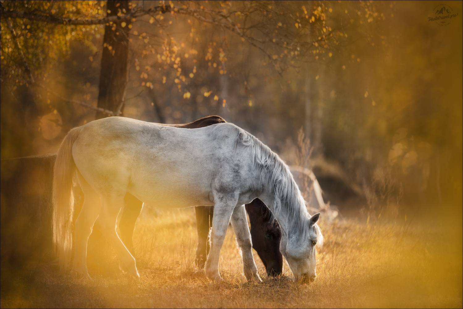 Алтай, осень, Горный Алтай, Мульта, лошадь, лошади, horse, фототур на Алтай, Уймонская степь, Влад Соколовский