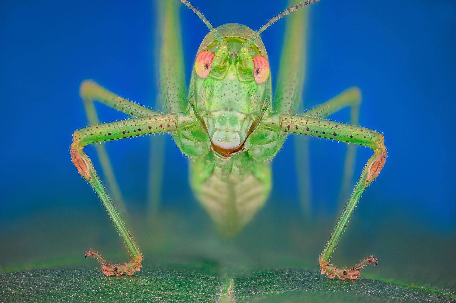 ceclii, macro,nikon z6ii, lomo 3.7, Tsvetan Ganev