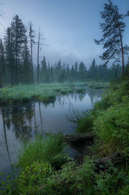 урал туман болото лес лето вода Приют Водяного фото превью