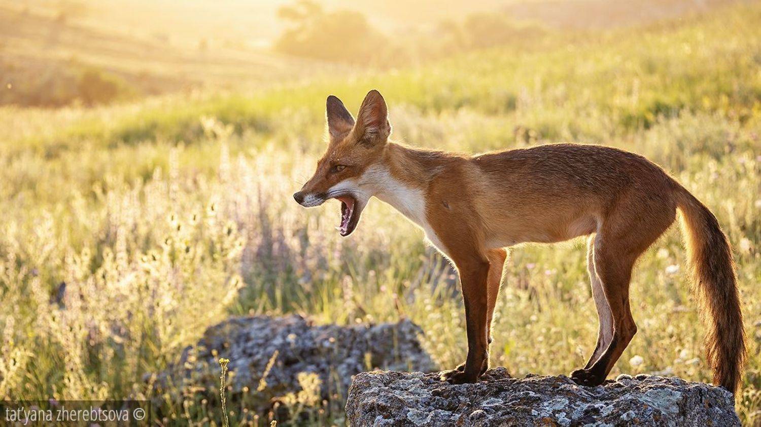 , Татьяна Жеребцова