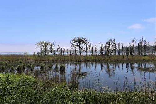 Последствия цунами на острове Шикотан