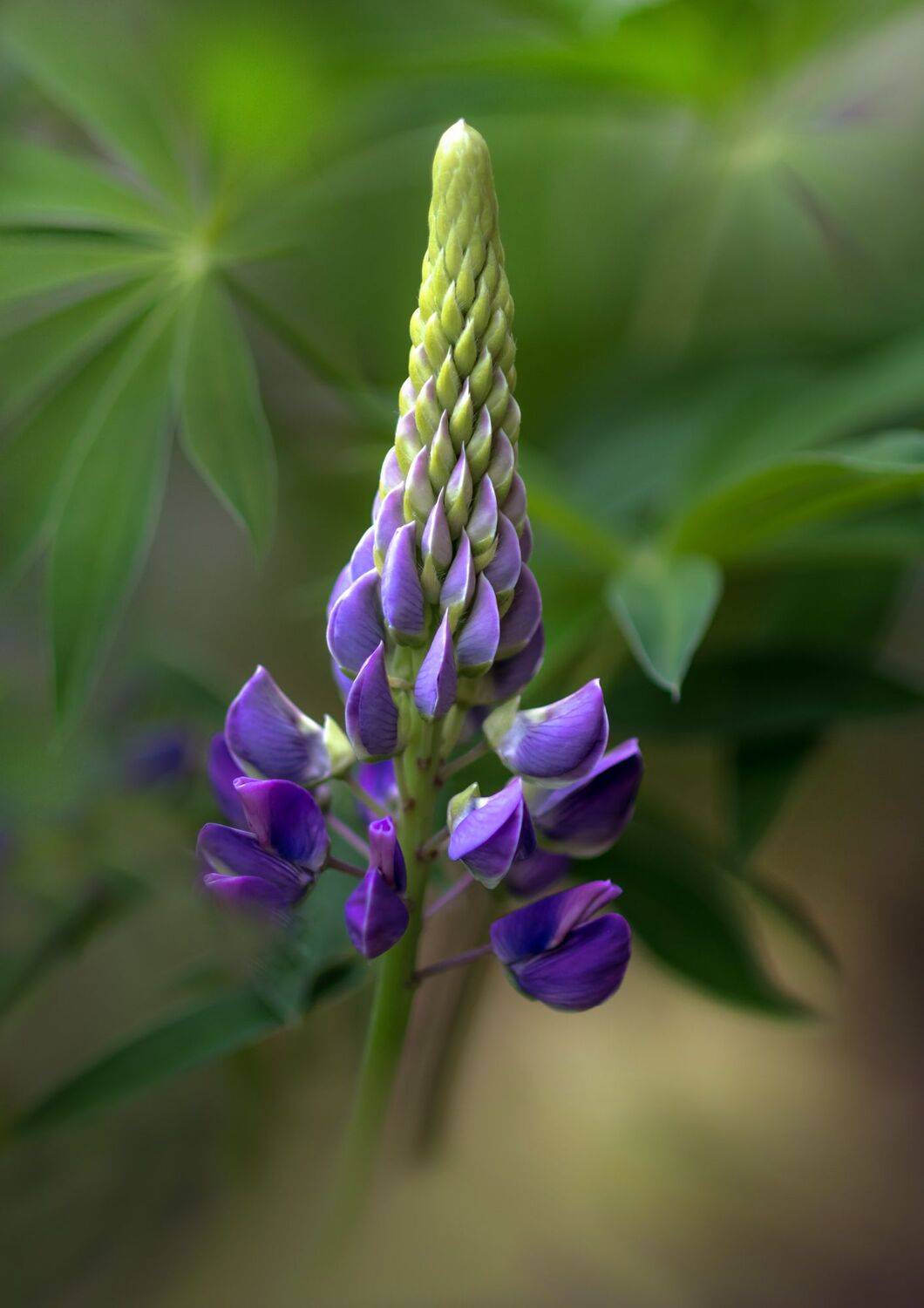 макро,цветы,лето,природа,флора,люпины,, Антонина Яновска