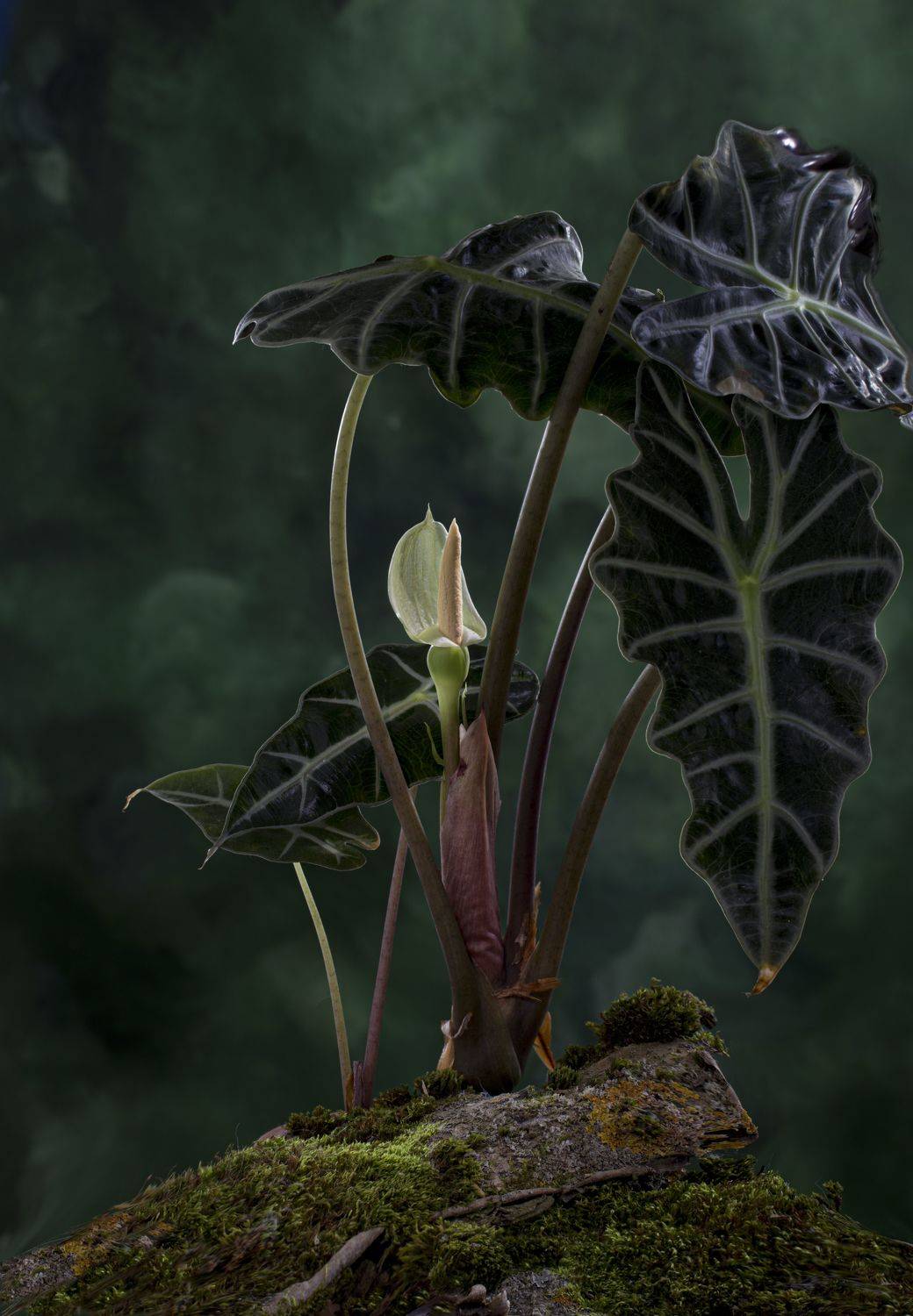 , Черновол Валентин