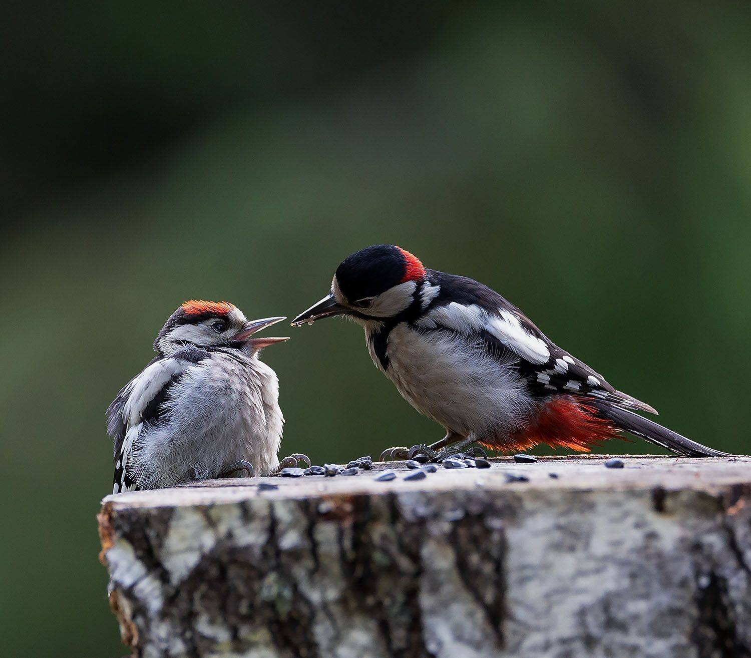 дятлы, птенец, кормление, природа, birds, baby, pecker, nature, Юлия Стукалова