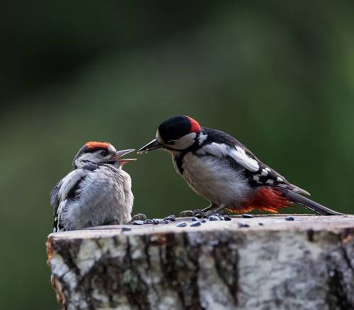 Заботливый дятел