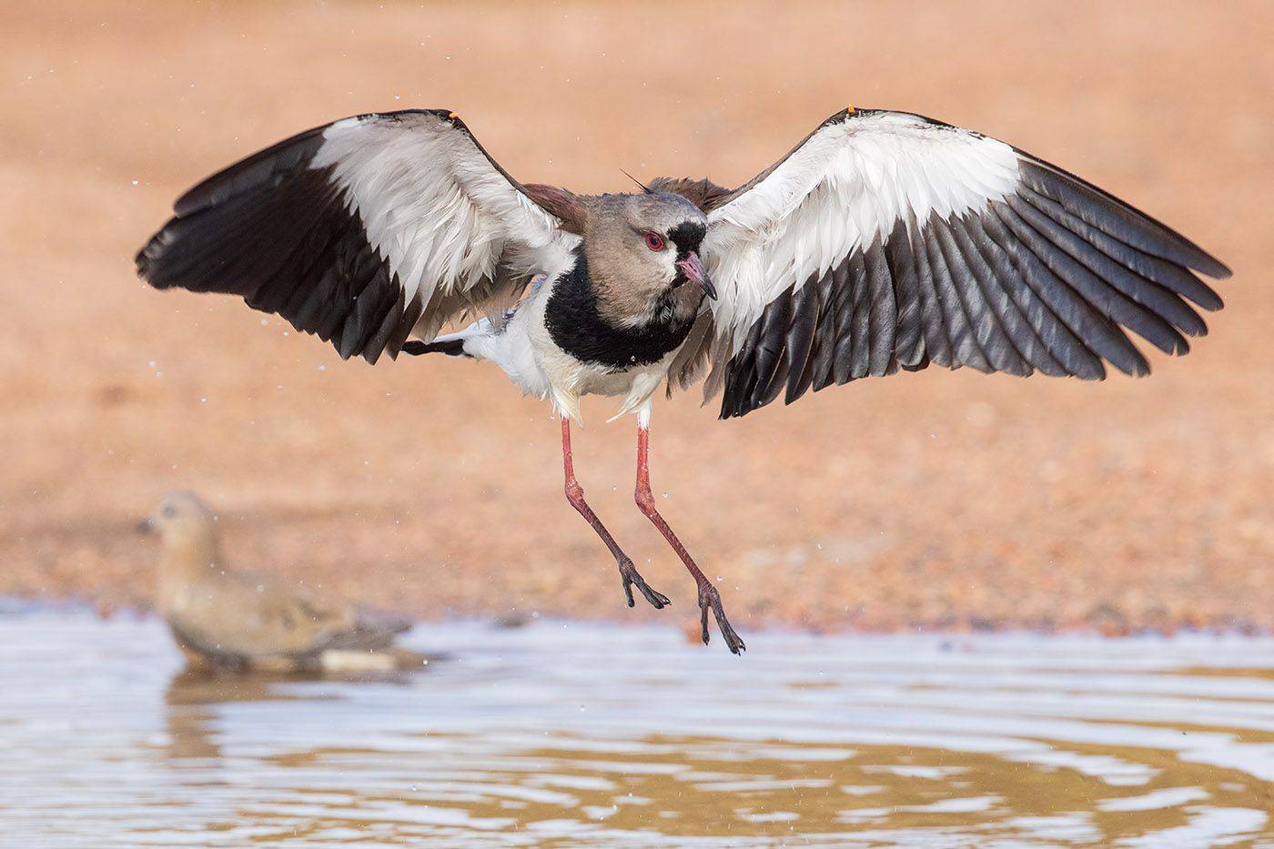 птицы, уругвай, Елена Давыдова