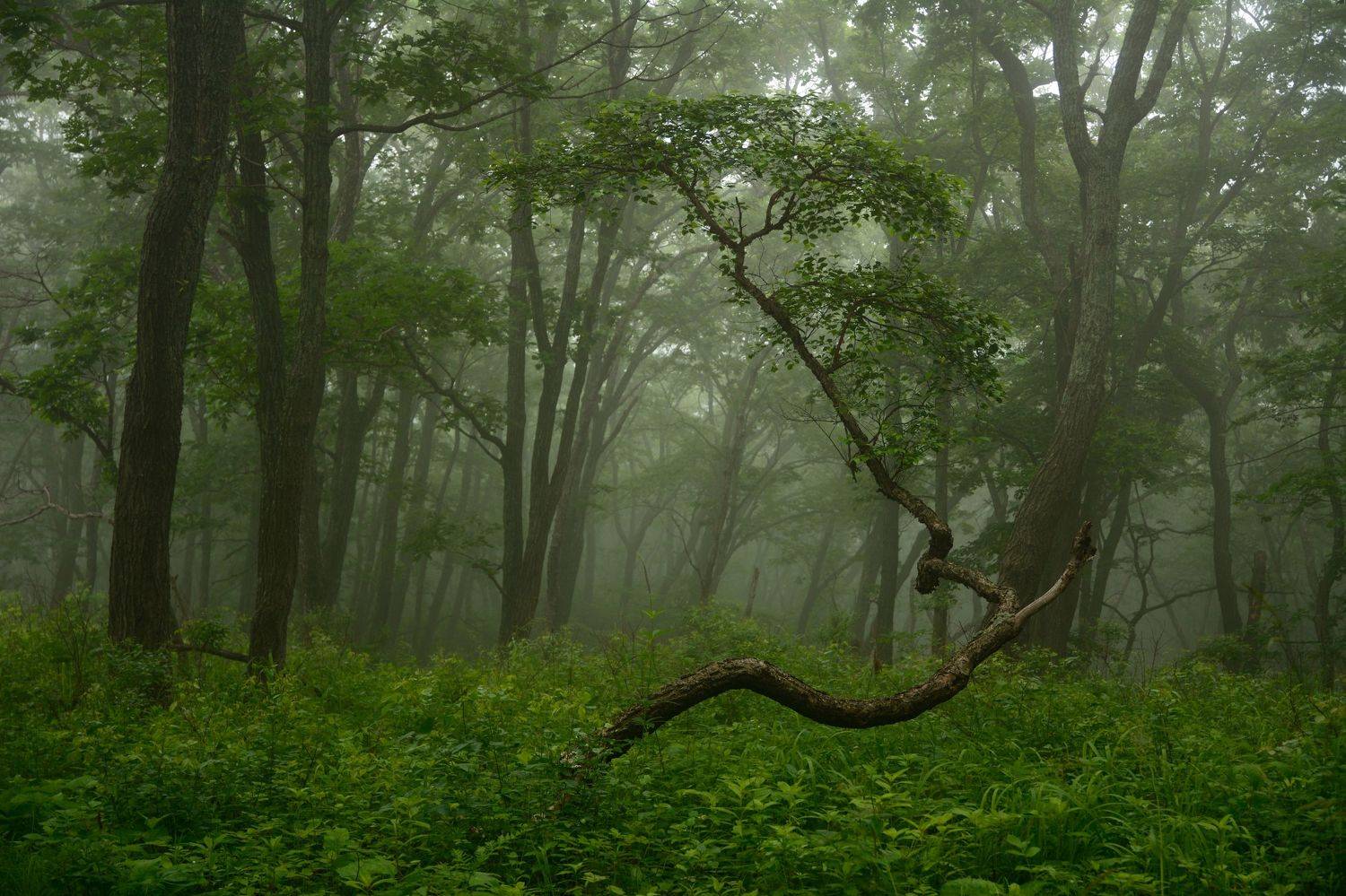 , Сергей Едуш