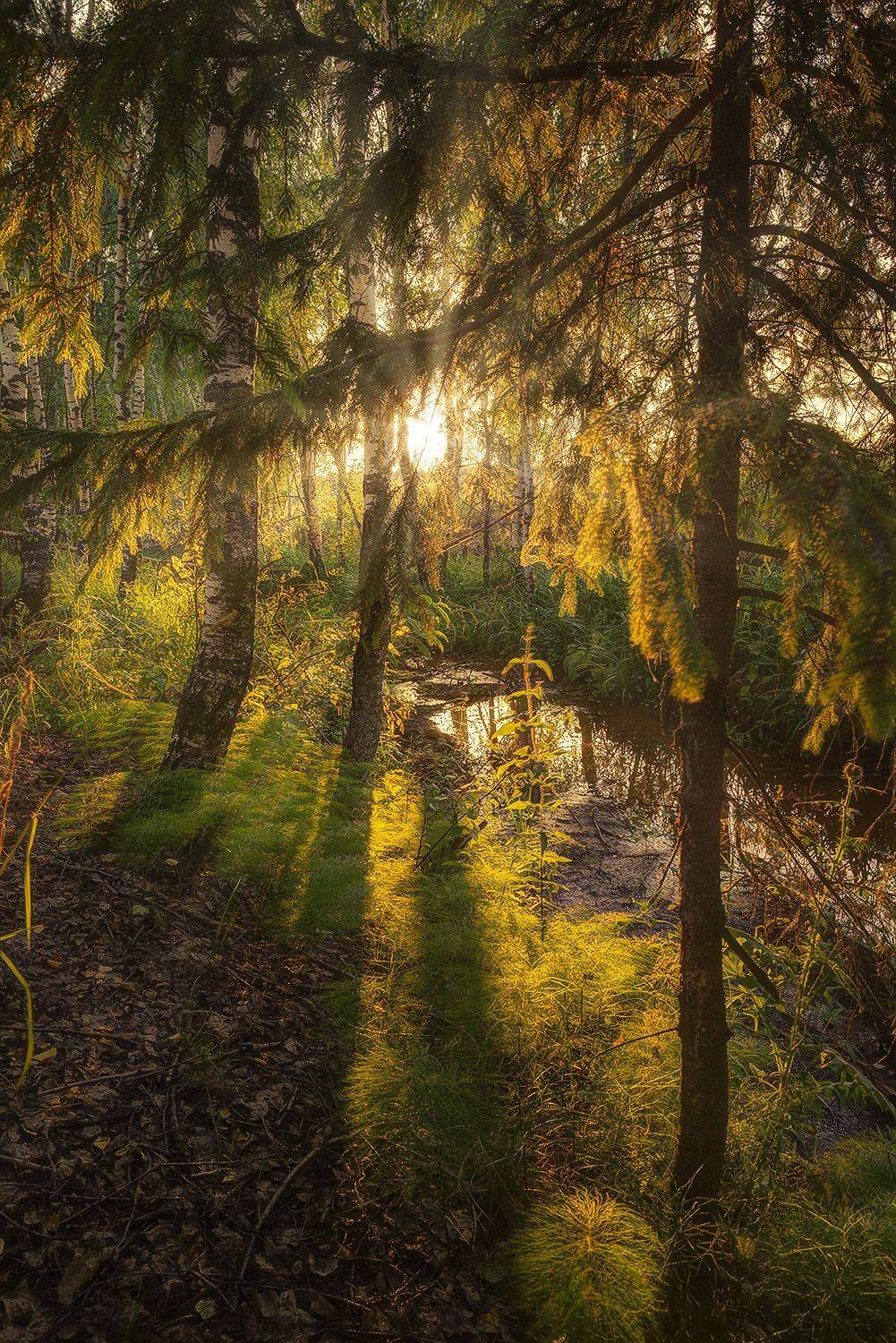 , Аседач Александр