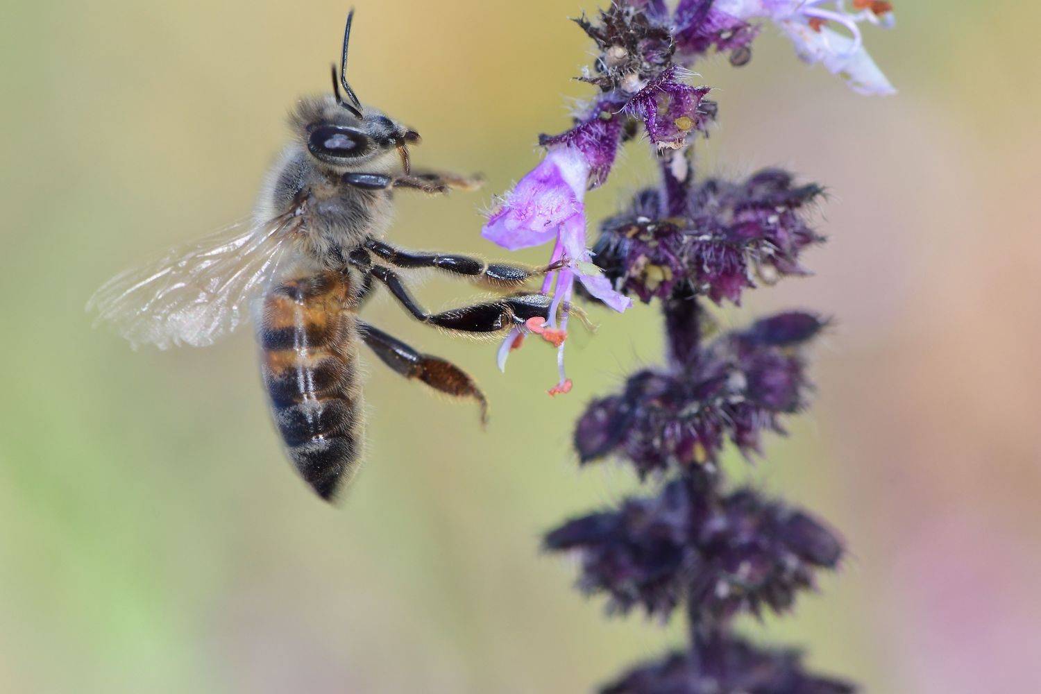 abelha, denis moura, mogi das cruzes, brasil, bee, Moura Denis
