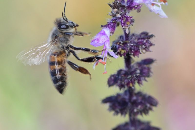 abelha, denis moura, mogi das cruzes, brasil, bee Abelha фото превью