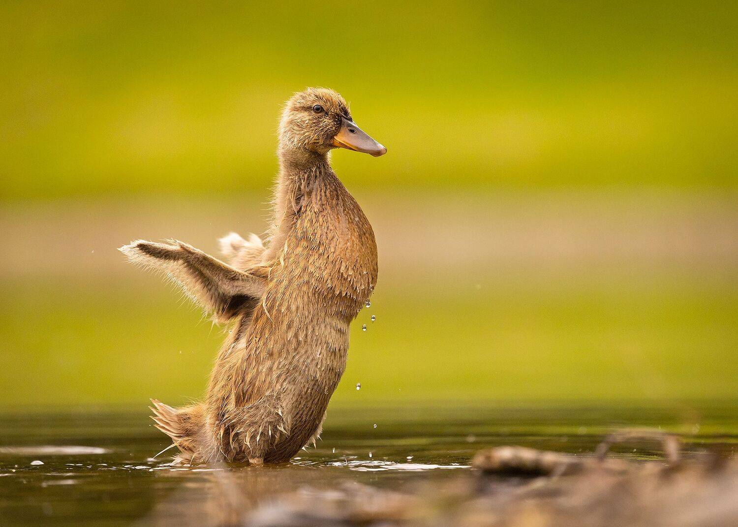 , Robert Adamec