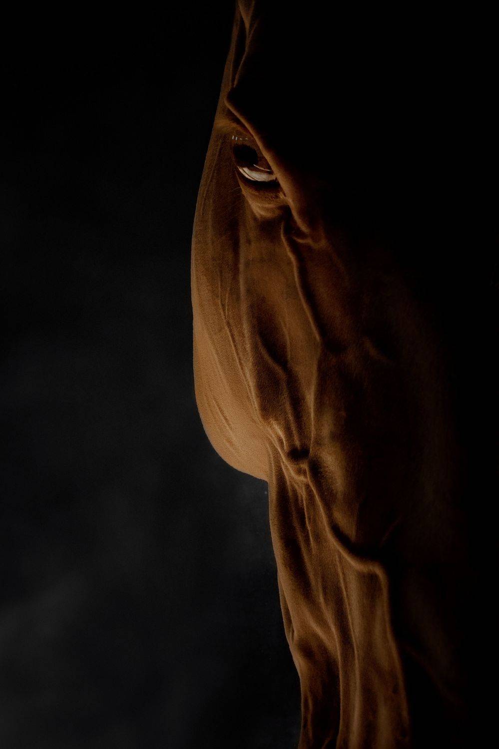 Лошадь, лошади, horse , cavallo , Лия Макари