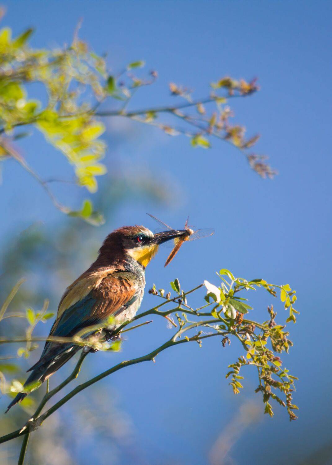 золотистая щурка, Алексей Рыльский