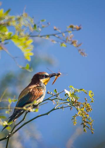 Лето золотистой щурки