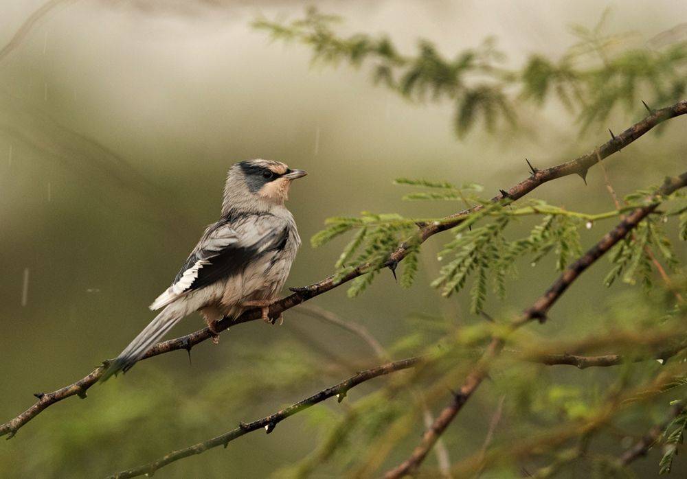 Grey Hypocolius, Dr Ajay Kumar Singh