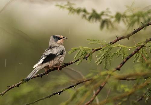 Grey Hypocolius
