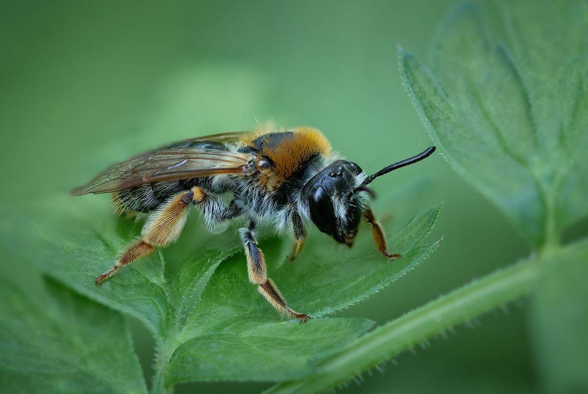 макро, пчела, насекомое, macro, nature, bee, Хилько Марина