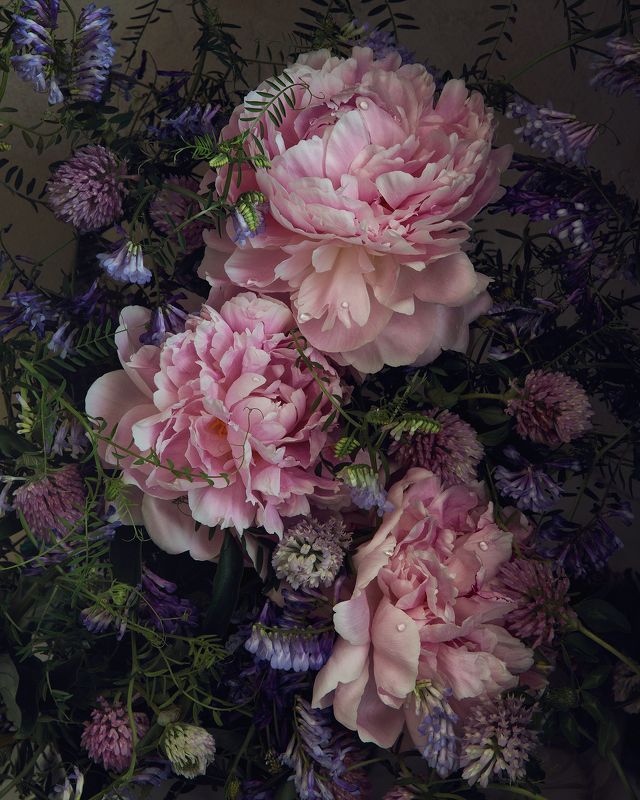 Пионы фото превью