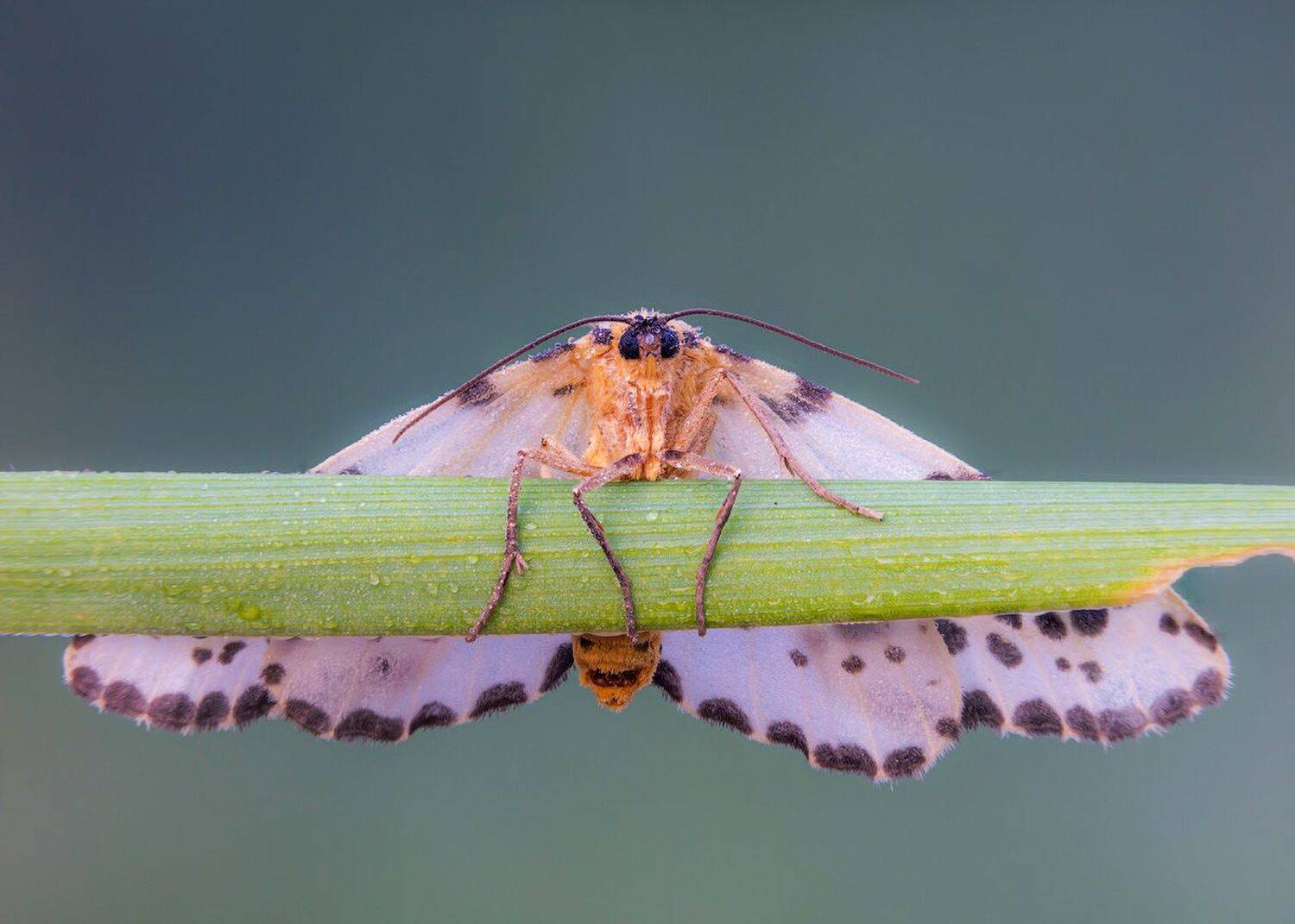 , Сергей Брагин