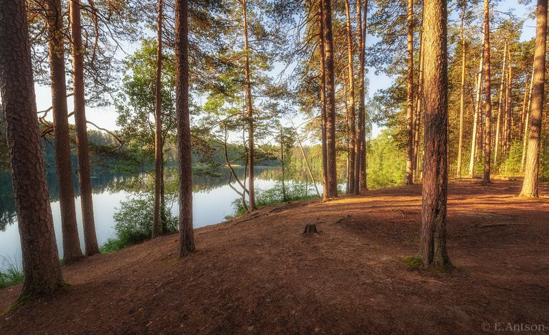 пейзаж, природа, эстония Лесное озеро фото превью