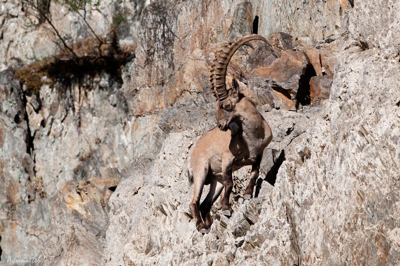 сибирский горный козел, козерог Горный козлик фото превью
