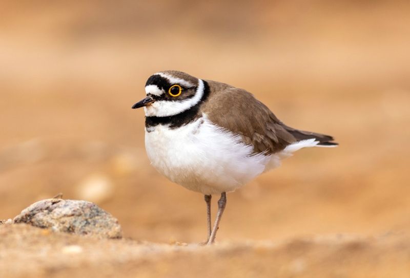 Малый зуек фото превью