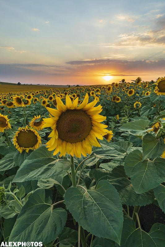 Солнечный закат фото превью