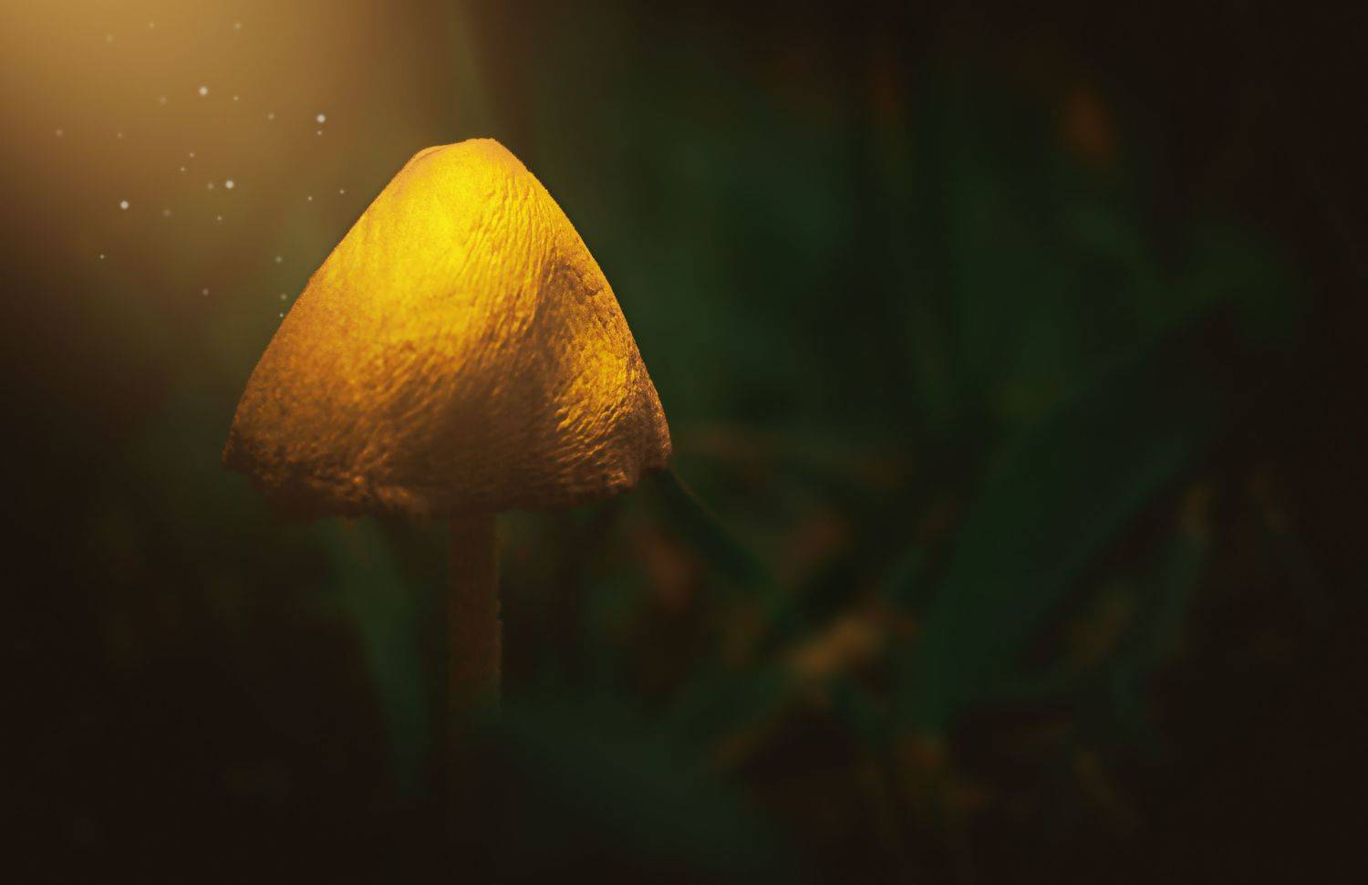 гриб, макро, природа, YULYA ROMANOVA