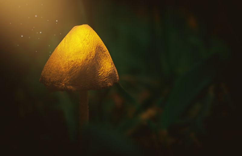 гриб, макро, природа Один фото превью