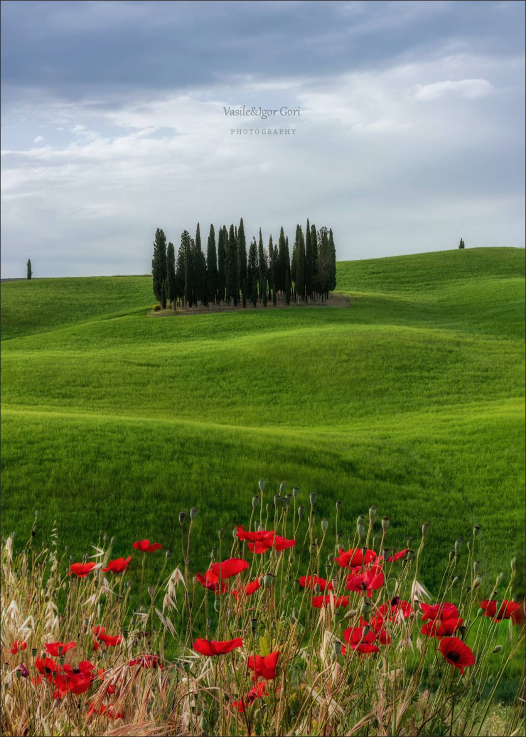 italy,san quirico d \\\' orcia,italia,маки,италия,тоскана,кипарисовая роща,toscana,весна,tuscany,cipressi,belvedere,, Василий Гори