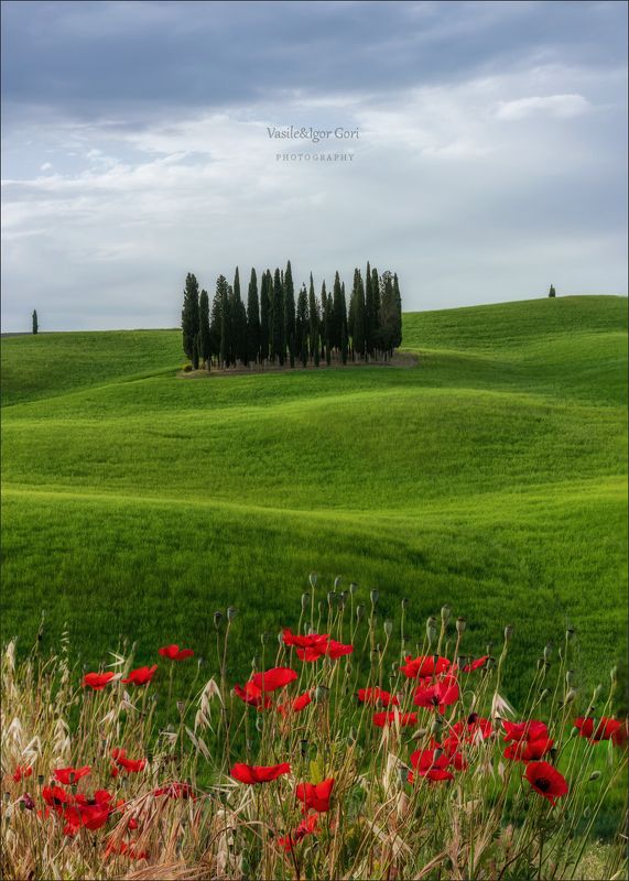 italy,san quirico d \\\\\\\' orcia,italia,маки,италия,тоскана,кипарисовая роща,toscana,весна,tuscany,cipressi,belvedere, Маки и кипарисы фото превью
