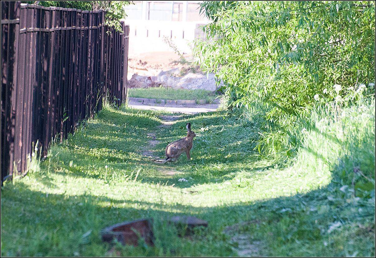 москва, лето, город, утро, заяц, АНАТОЛИЙ ДОВЫДЕНКО