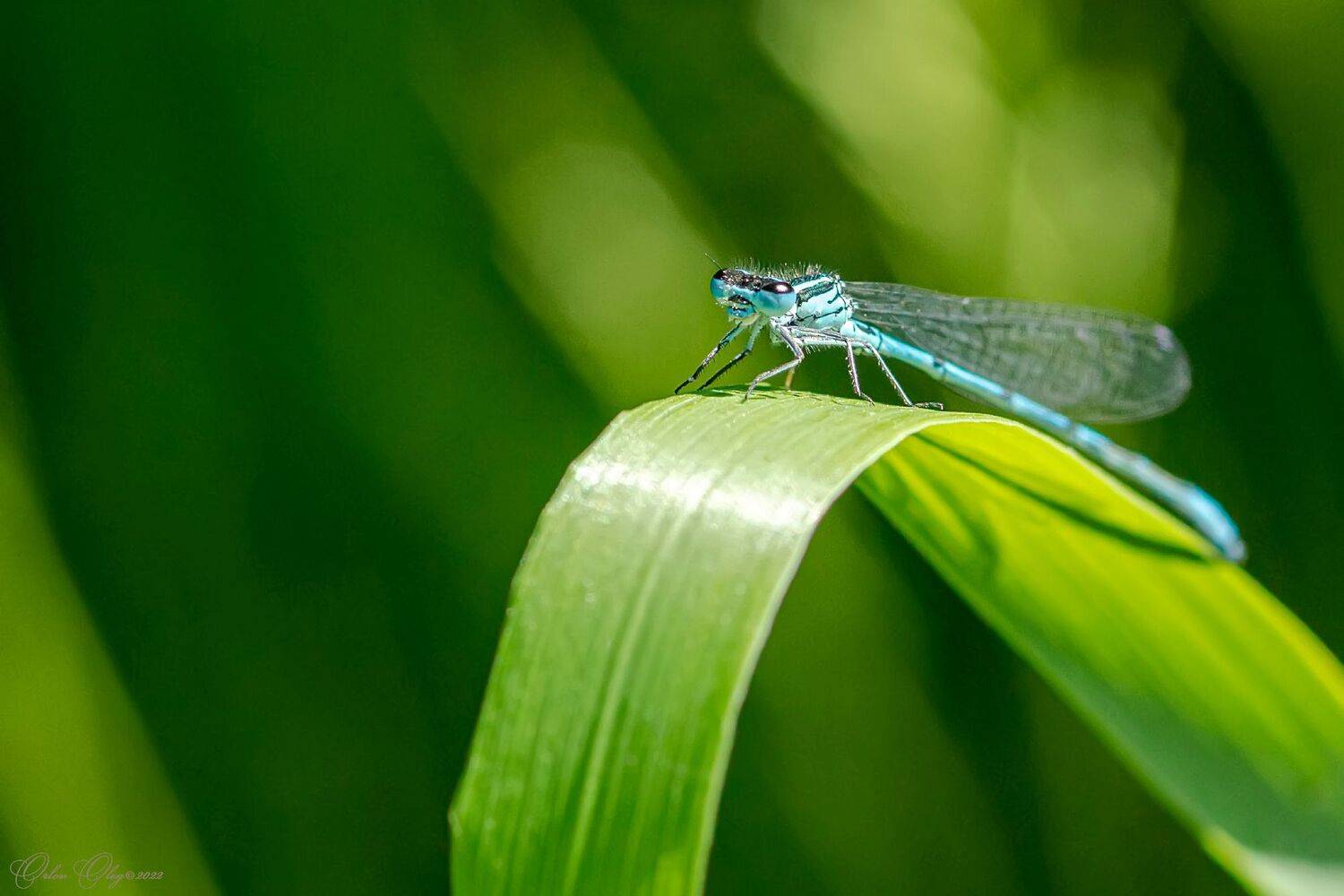 , Орлов Олег