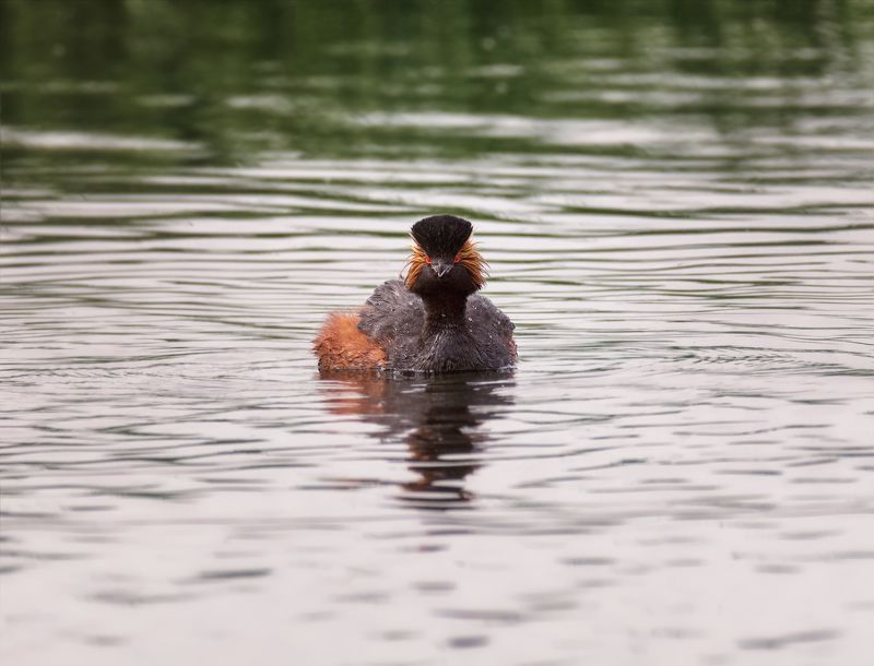 птица, водоплавающие, черношейная поганка, Черношейная поганка. фото превью