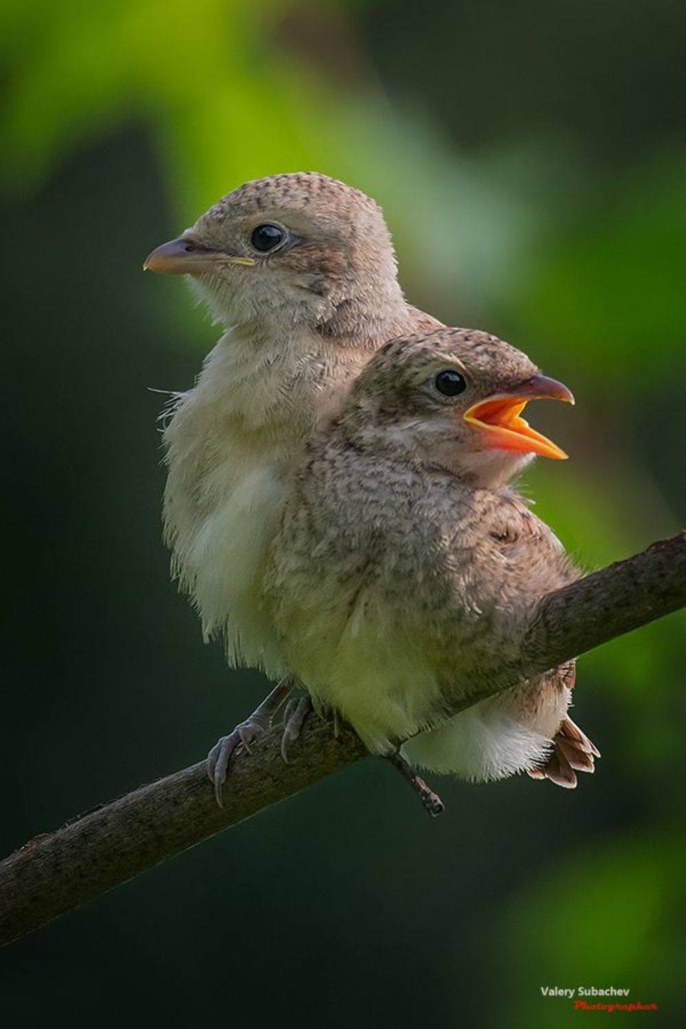 , Валерий Субачев