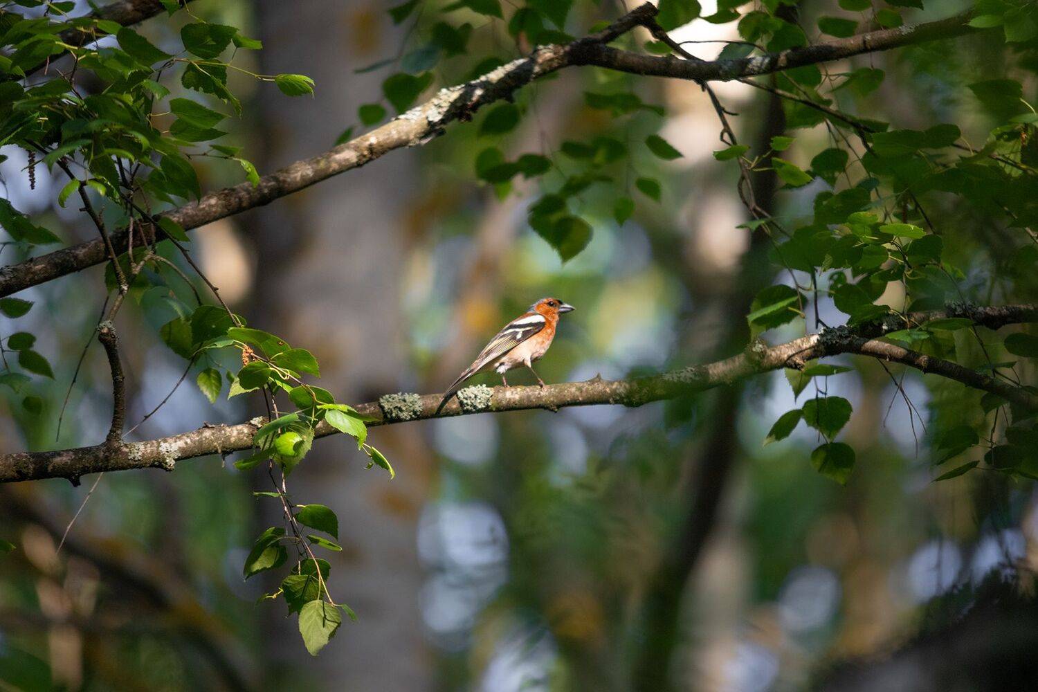 , Чудинин Дмитрий